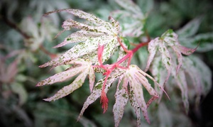 Rare White Japanese Maple