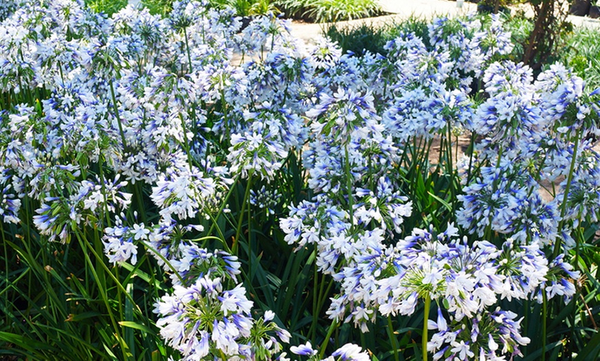 Image 2: Two or Four Summer-Flowering Agapanthus Duo Plants 9cm