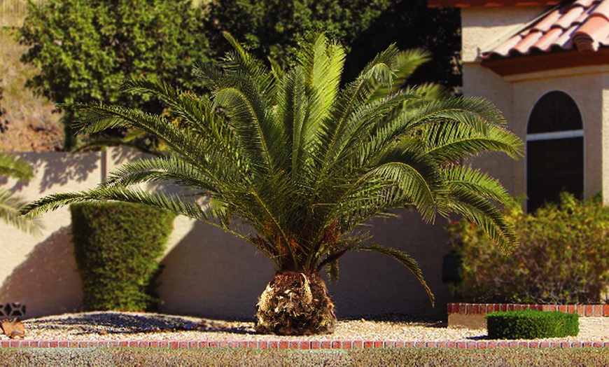 Image 3: One or Two Phoenix Palms and Pot
