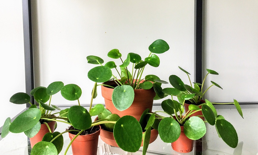 Image 3: Lot de plantes Pilea