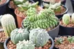Mini Cactus Collection- Three, Five or Ten Plants - Second Medium