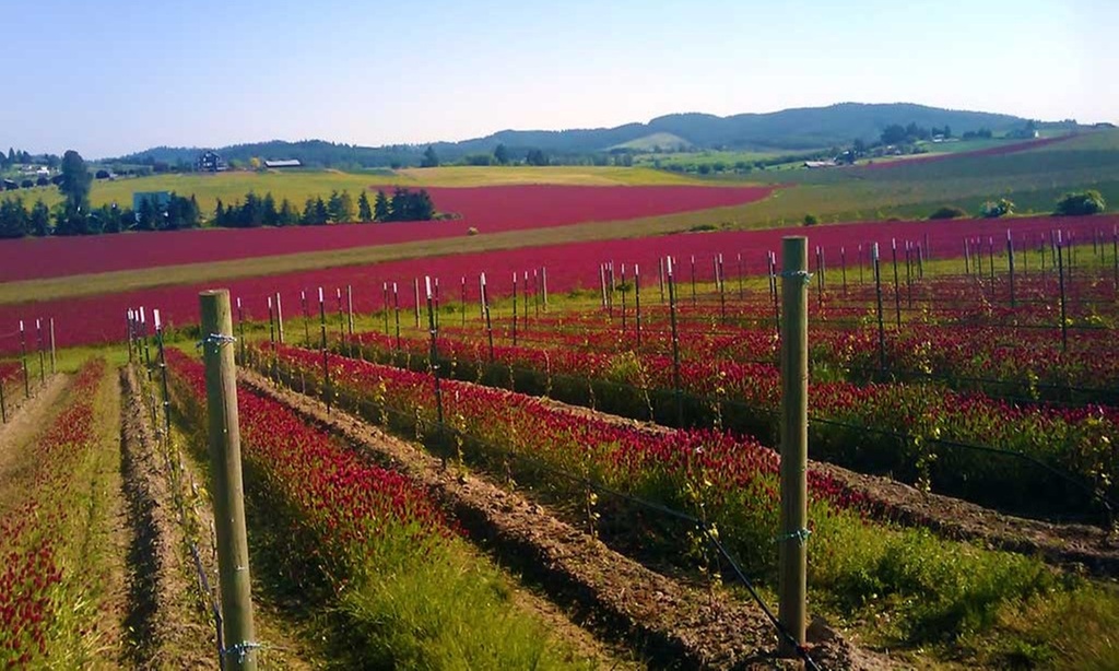 Wine Blending Experience for One Available Any Day or Weekdays