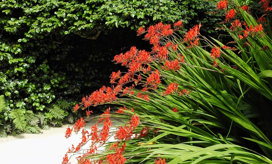 Image 4: Three or Ten Crocosmia Lucifer Bulbs