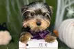 Keep Your Dog Fresh And Clean With Sanitary Groom & Freshness Packages—Small, Medium, Or Large Up to 33% Off - Second Medium