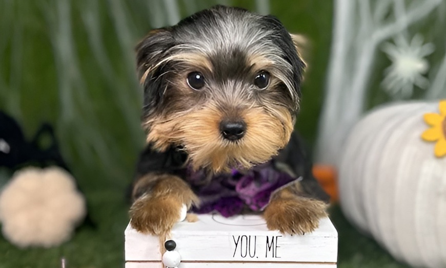 Image 5: Pamper Your Pup With Sanitary Groom & Freshness Packages For All Sizes