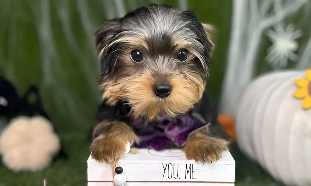 Pamper Your Pup With Sanitary Groom & Freshness Packages For All Sizes