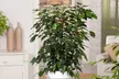Plantas de interior: Ficus Binnendijckii, Ficus Danielle, Ficus Crepúsculo - Second Medium