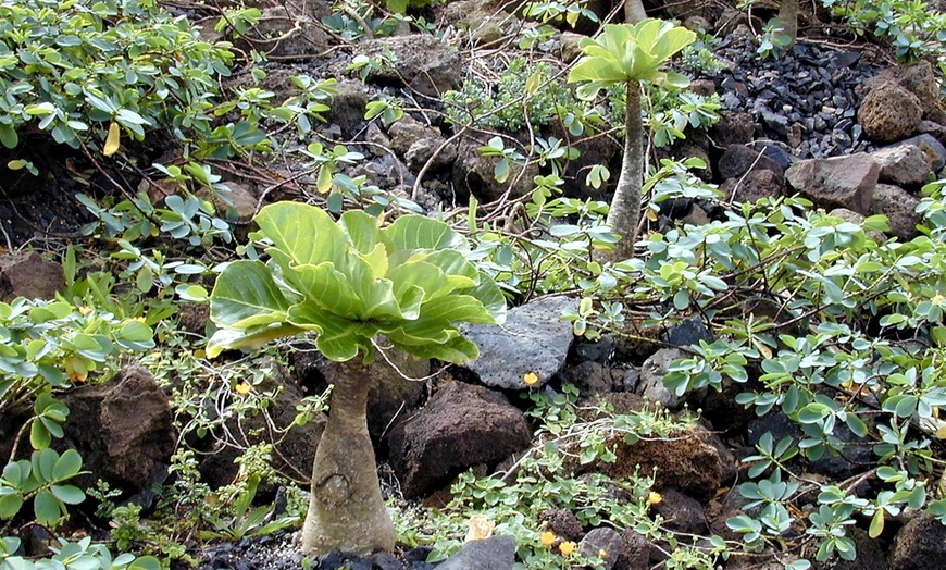 Image 2: Brighamia-plant