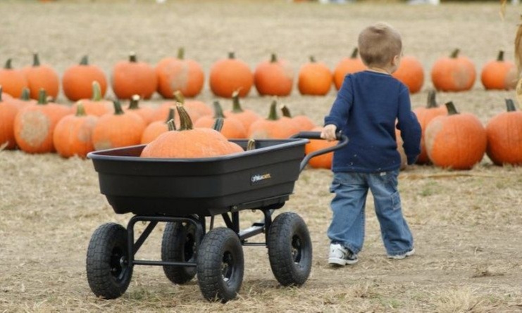 Family Farm Fun with Corn Maze, Pumpkin Patch, Hay Rides & More