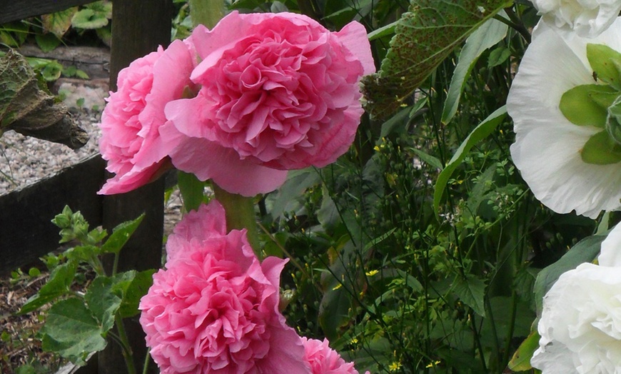 Image 4: Three or Six Hollyhock Chaters Doubles Bare-Root Plants