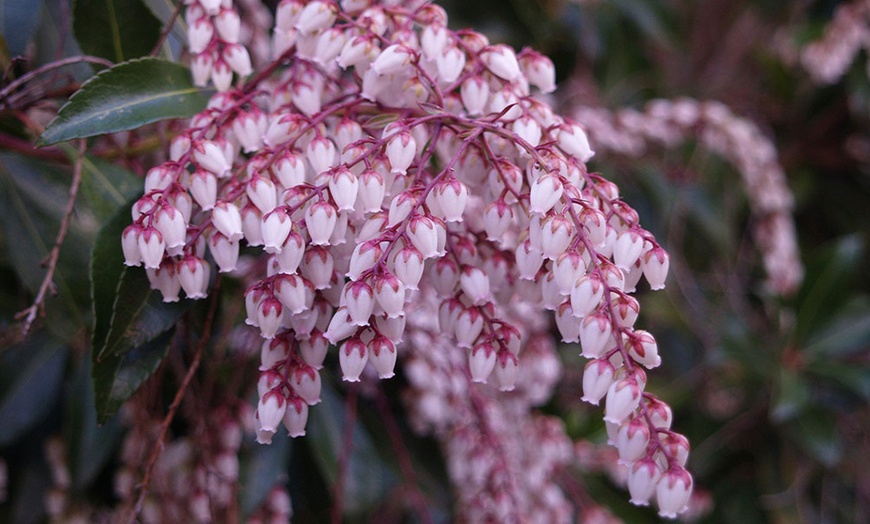 Image 3: 5-Plant Evergreen Pieris Collection