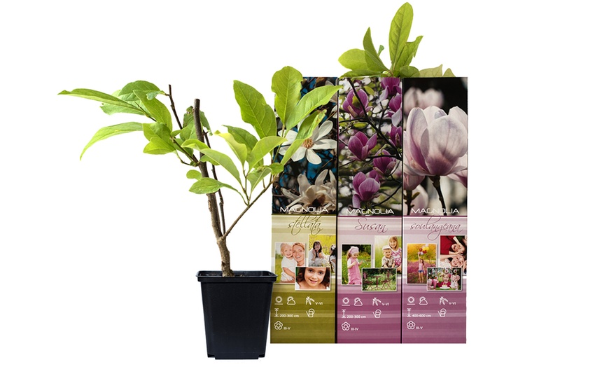 Image 14: Lot de 3 ou 6 plants de magnolia