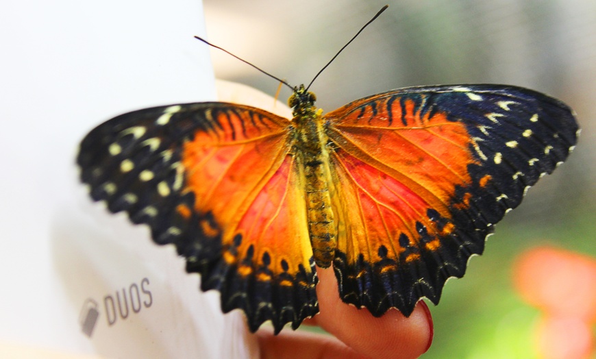 Image 5: Dubai Butterfly Garden Offer