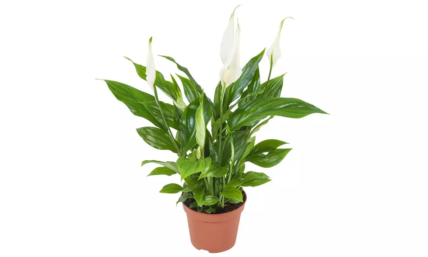 Conjunto de 5 plantas purificadoras de aire