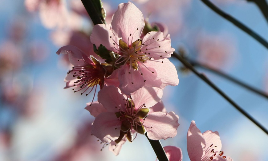 Image 3: Perzikboom Prunus Persica Saturn