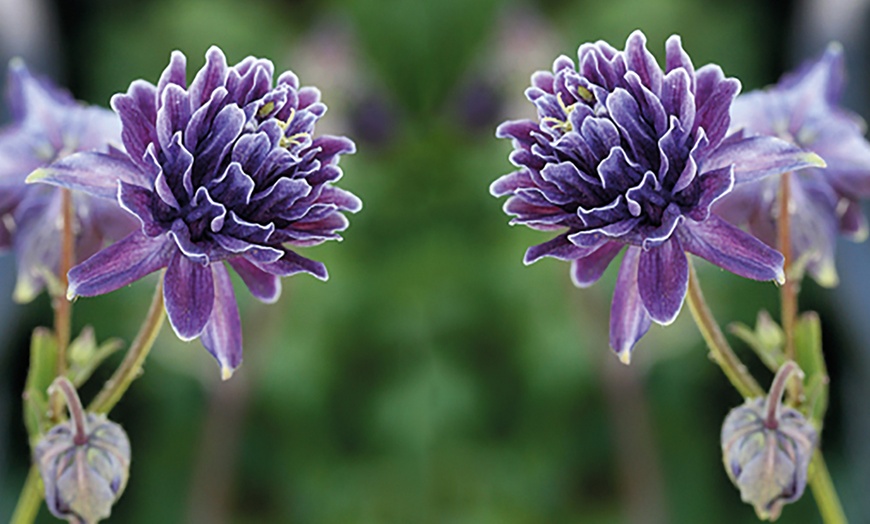 Image 2: Aquilegia Christa Barlow - 10 or 20 Plants