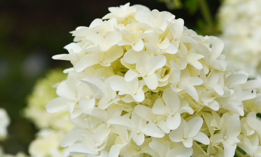 Image 7: Upto Three Mixed Potted White Hydrangea Varieties