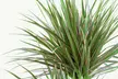 Ensemble de 3 palmiers d'intérieur, Dracaena Marginata, Yucca Elephantipes et Areca, hauteur de 70-80 cm à la livraison - Image 6