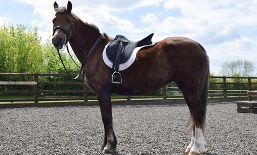 Image 2: Kids' Pony Play Session