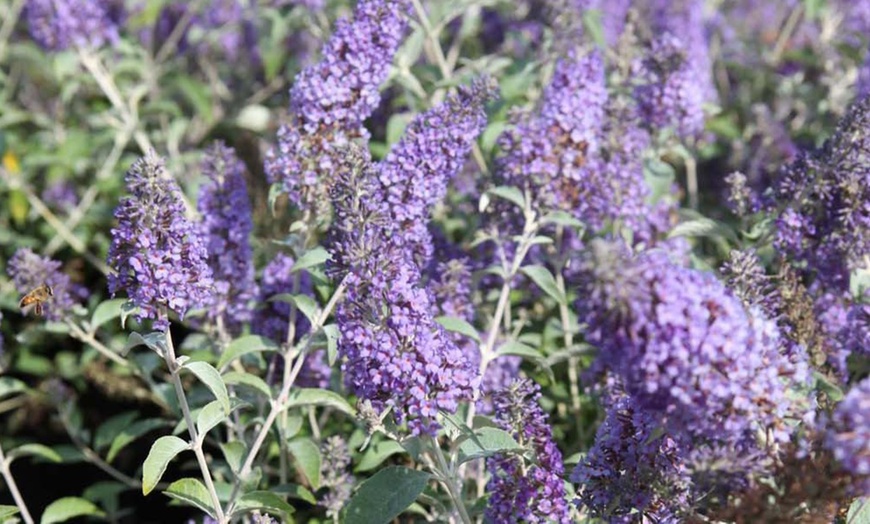 Image 13: Mixed Potted Buddleja 'Butterfly Bush' Plants 