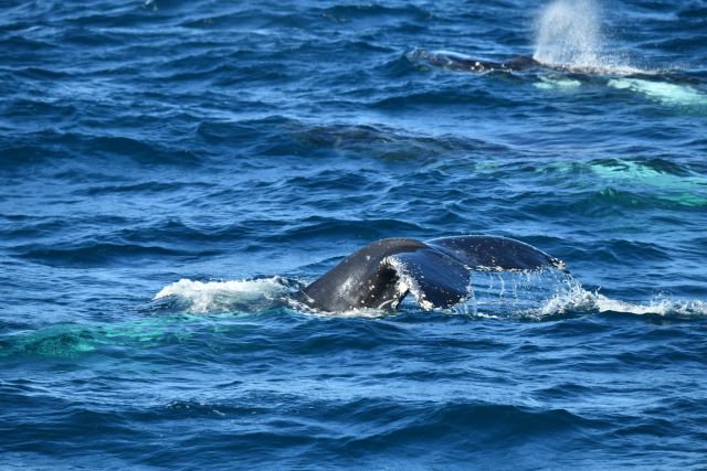 Sydney Whale Whisperer