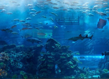 Dubai Aquarium & Underwater Zoo @ Dubai Mall
