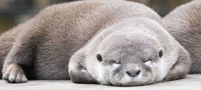 Otters