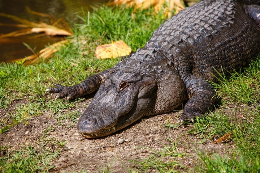 Shell Factory and Nature Park in North Fort Myers | Groupon