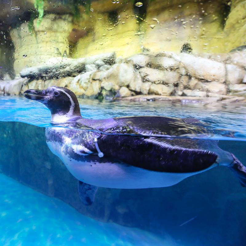 Dubai Aquarium & Underwater Zoo @ Dubai Mall