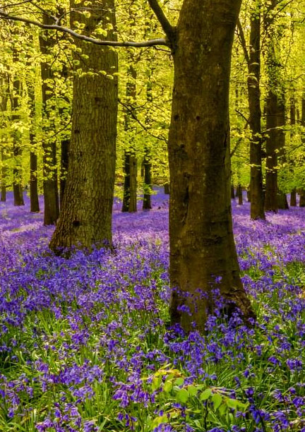 What to expect media