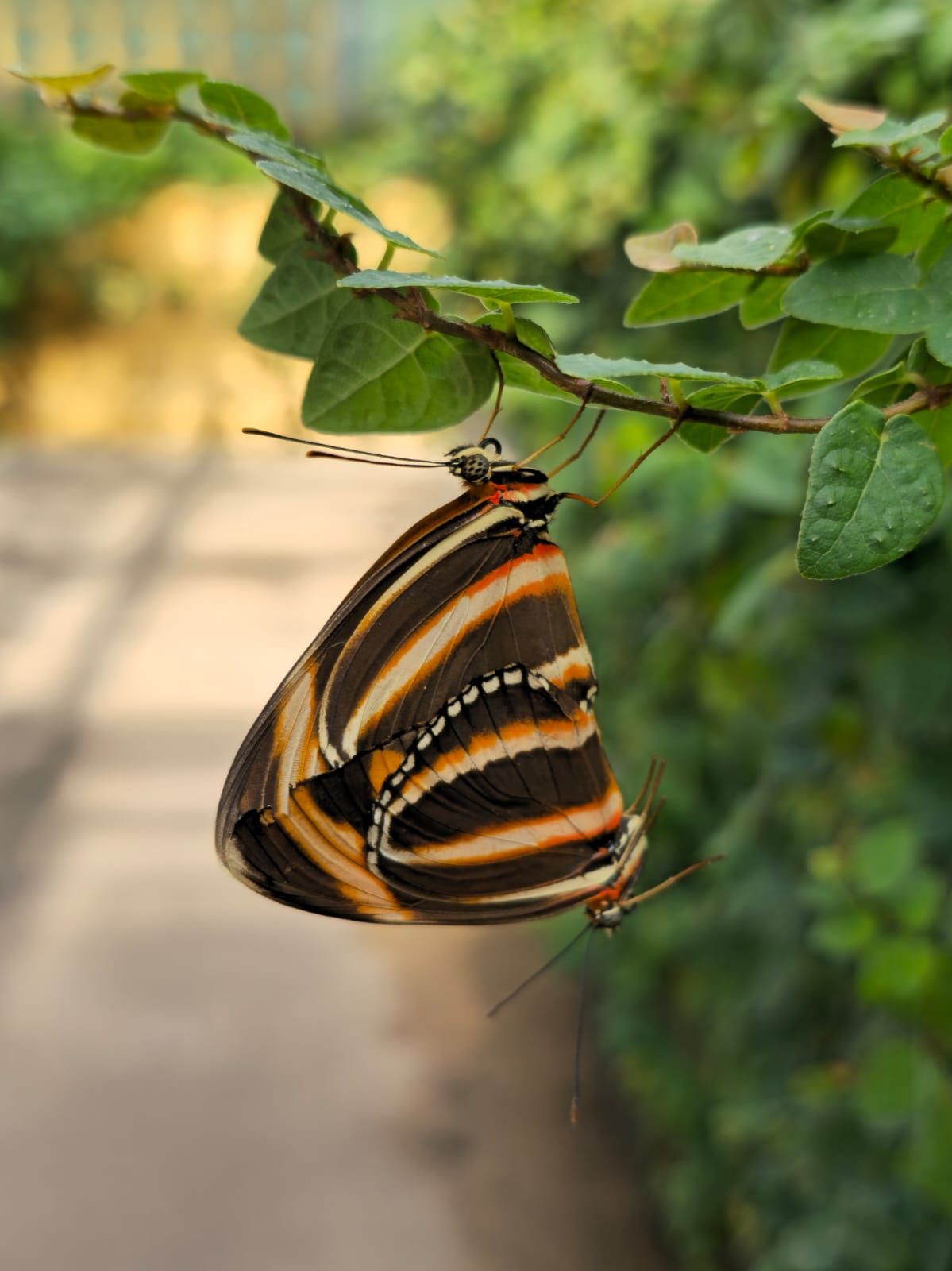 London Butterfly Gardens