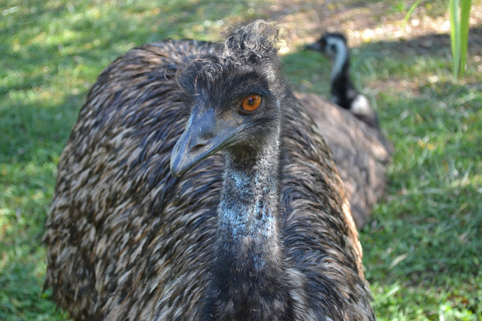 Emu