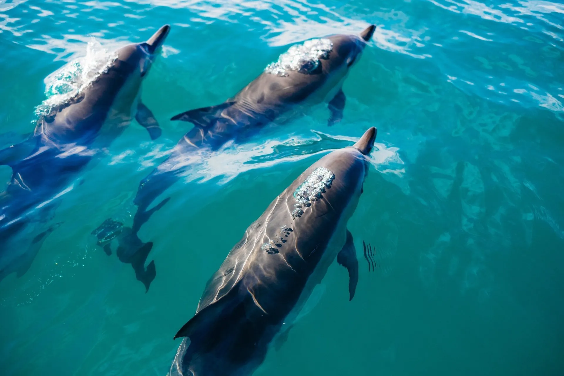 Dolphin Cruise