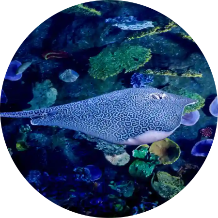 Dubai Aquarium & Underwater Zoo