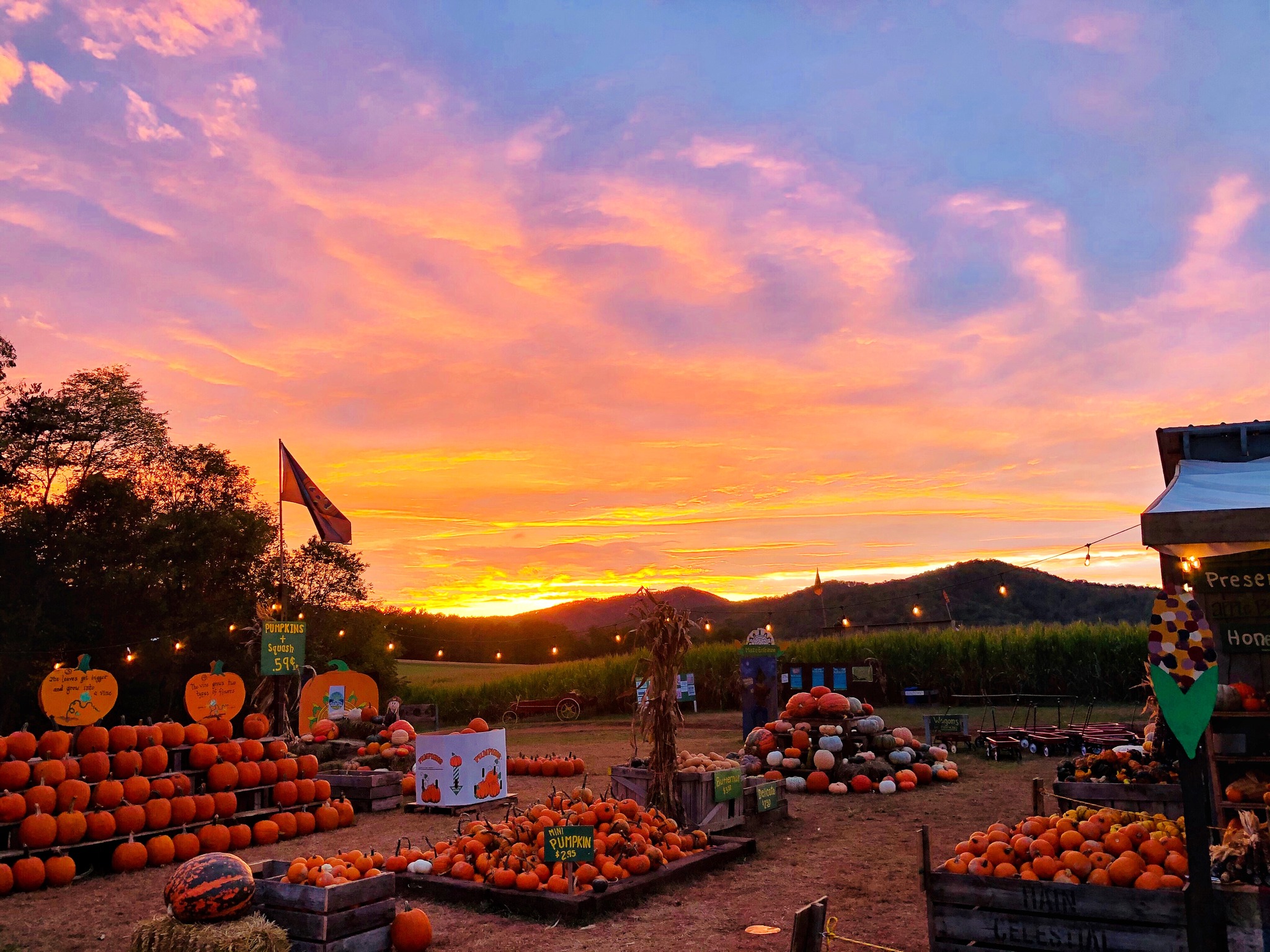 Corn Maze Fun 3