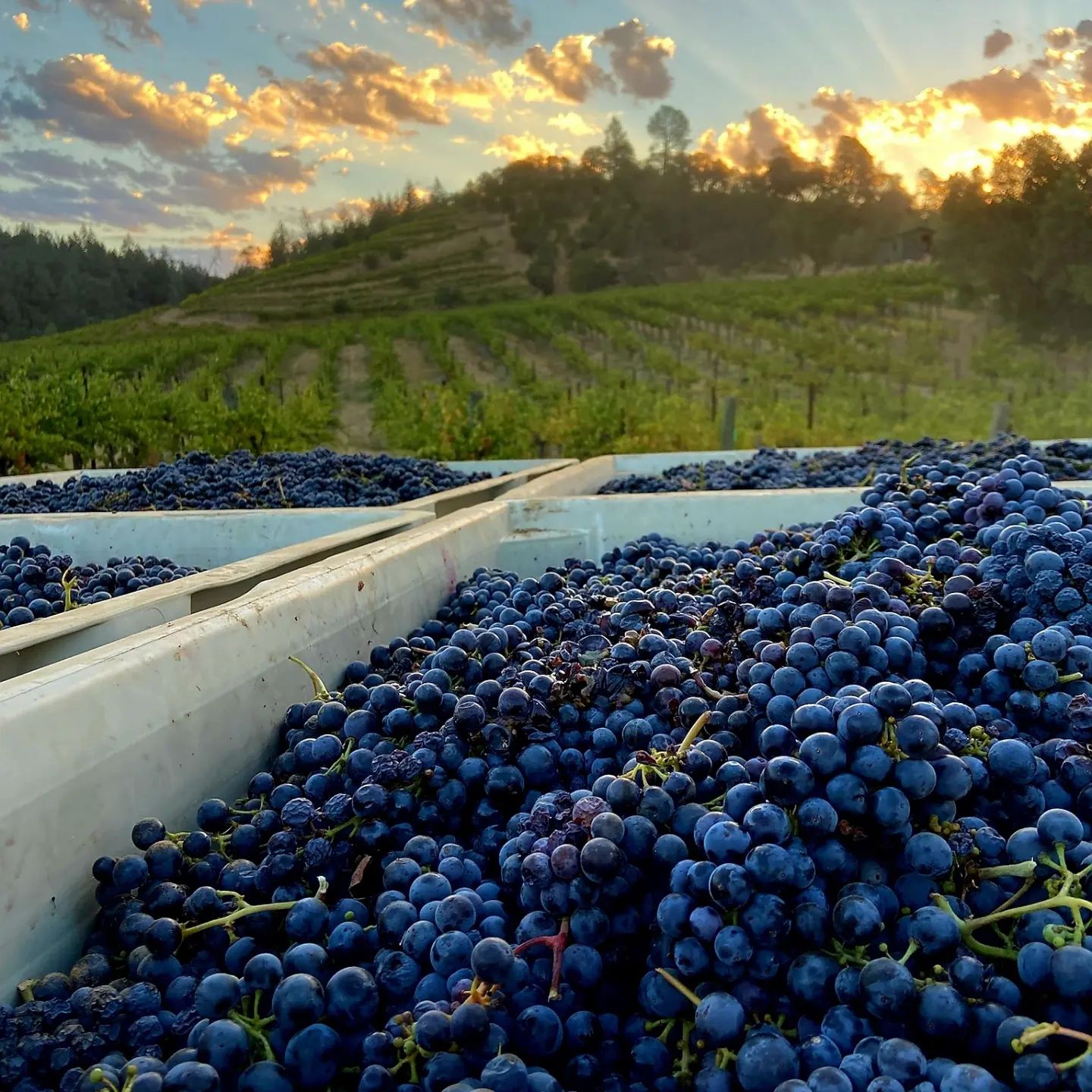 Wine