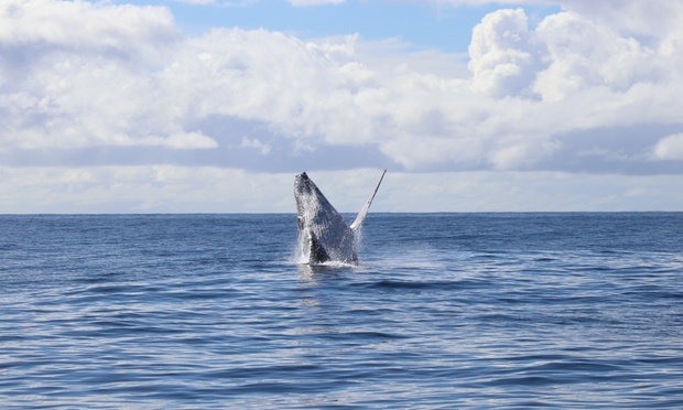 Humpback whale breaching in the ocean during whale watching tour
