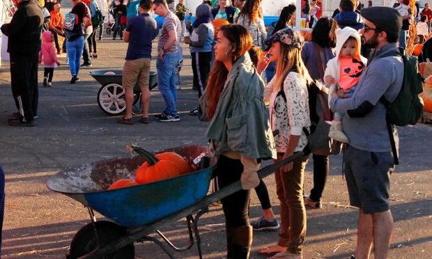Pumpkin Patch 3