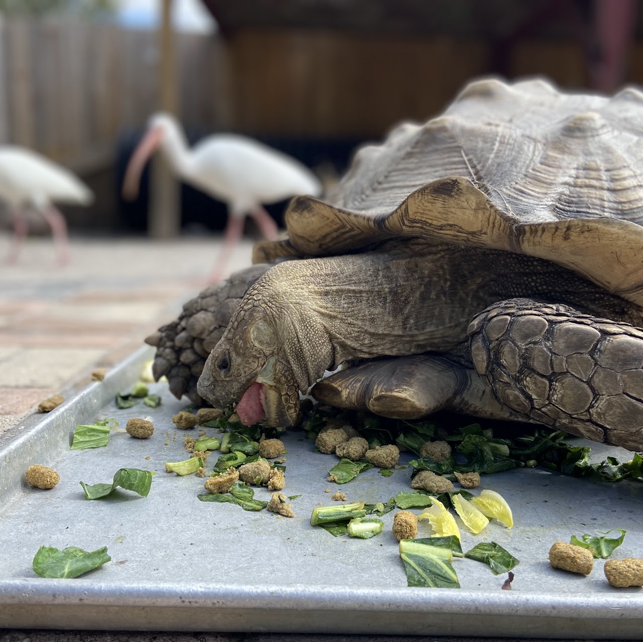 Suncoast Primate Sanctuary