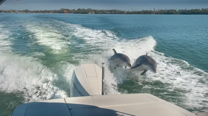 Dolphin Cruise 1