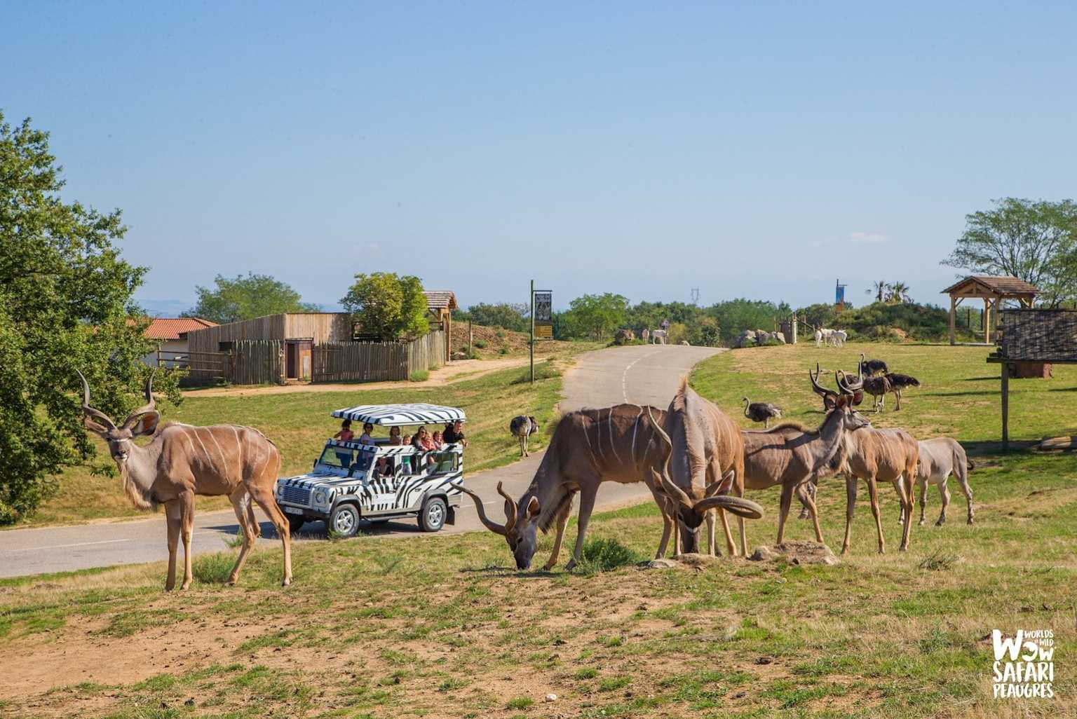 Wow Safari de Peaugres