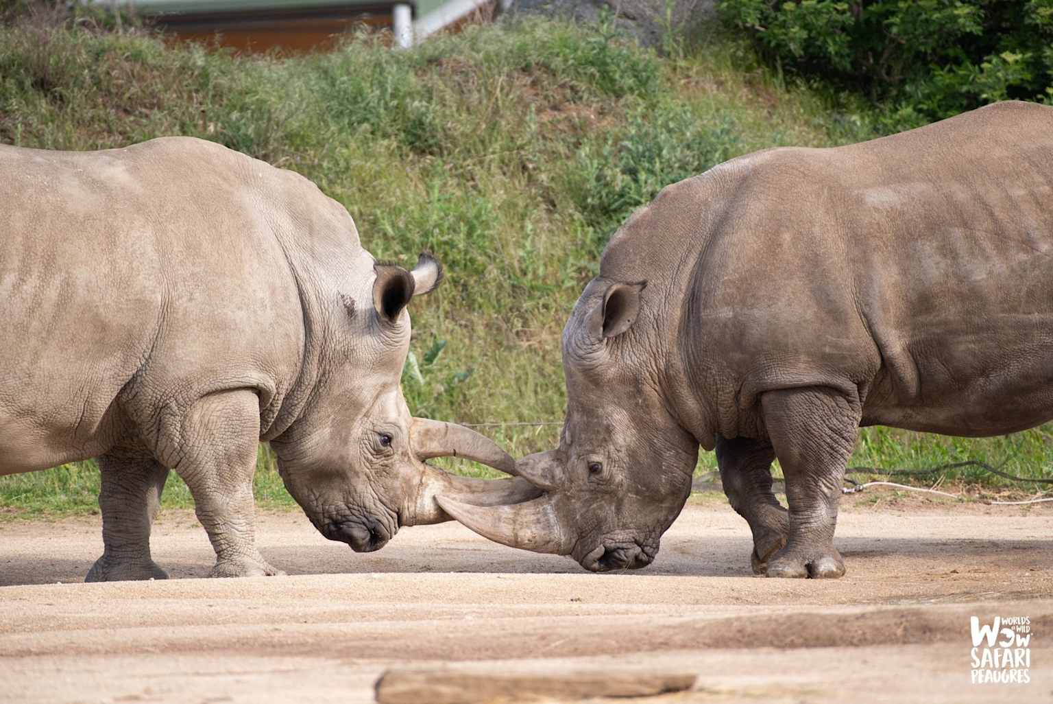 Wow Safari de Peaugres