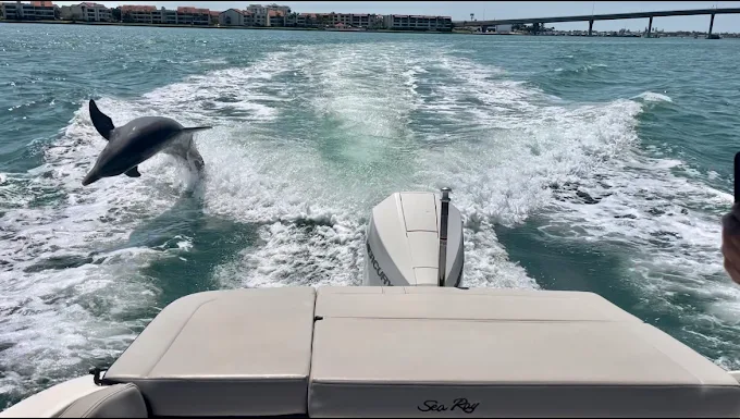 Dolphin Cruise 3