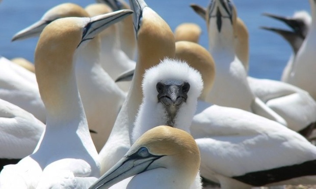 Sea All Dolphins Swims