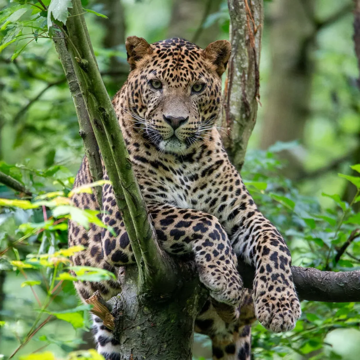 Panthère du Sri-Lanka