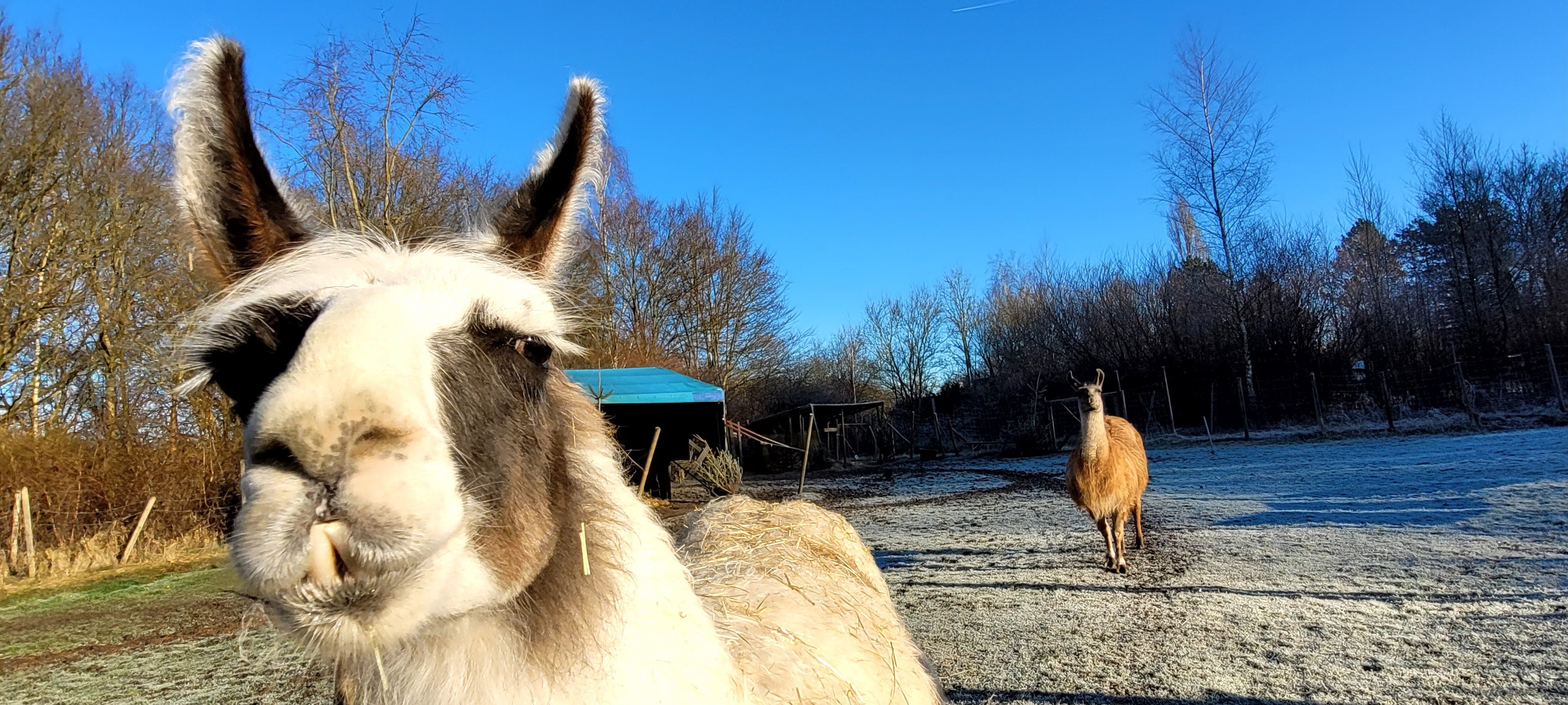 Ein prächtiges Lama auf einer Wiese