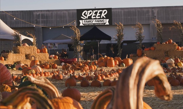 Pumpkin Patch 1