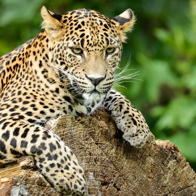 Panthère du Sri Lanka