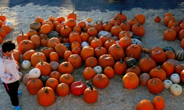 Pumpkin Patch 2