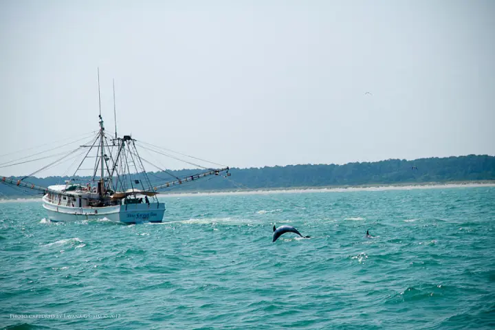 Dolphin Adventure Cruise Myrtle Beach